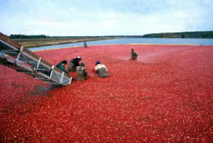 Cranberry overproduction